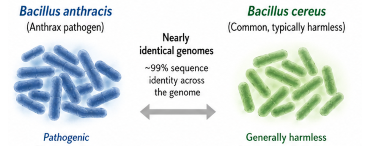 Comparison of pathogenic Bacillus anthracis and generally harmless Bacillus cereus despite about 99 percent genome identity.
